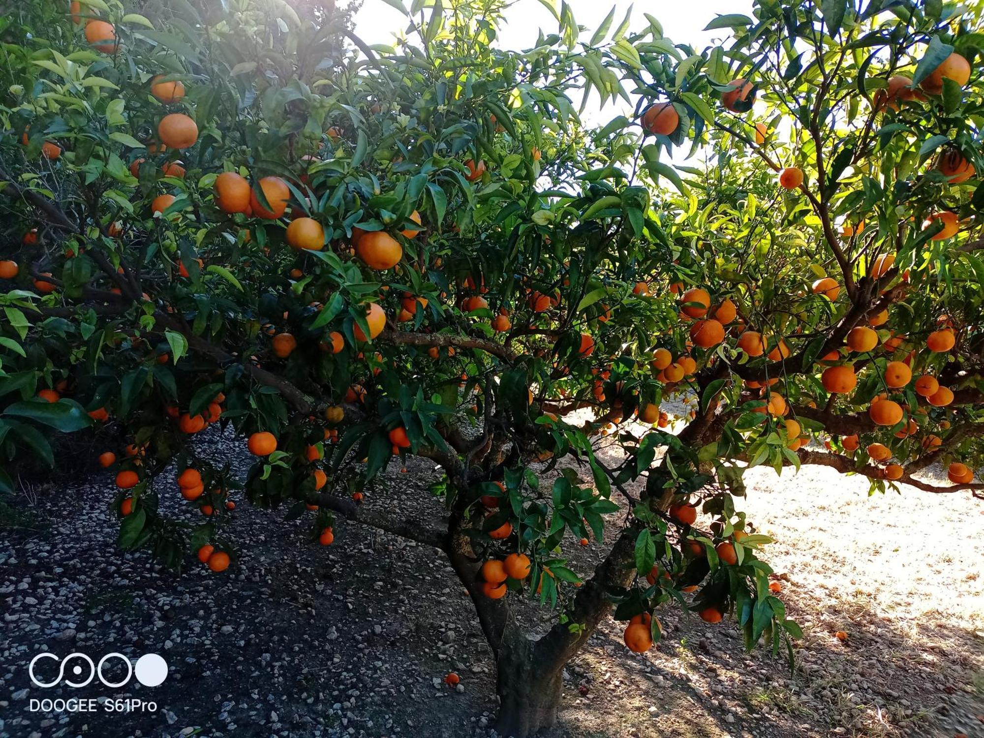 Casa Rural Complex Masia Del Tremendo Y Agroturismo Camarles Εξωτερικό φωτογραφία